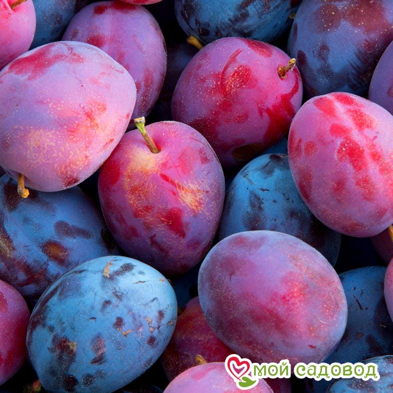 Слива колоновидная Блю Свит