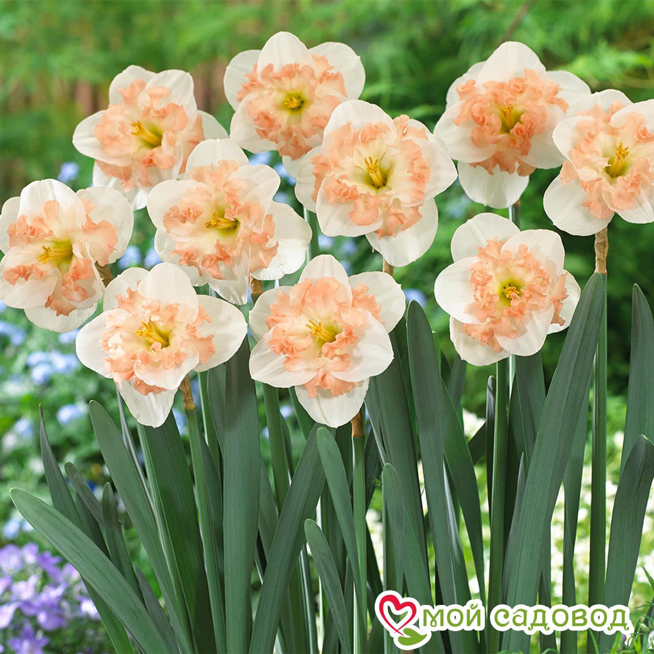 Нарцисс Пинк Уандер