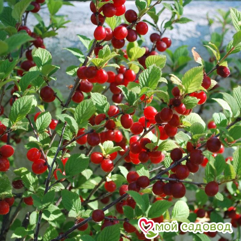 Вишня войлочная Царевна