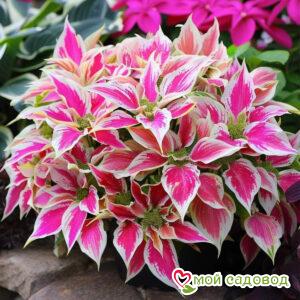 Хоста Роуз Спринг