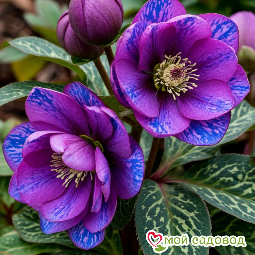 Морозник Фиолент