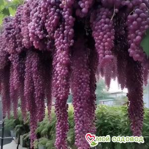 Виноград Мирабель