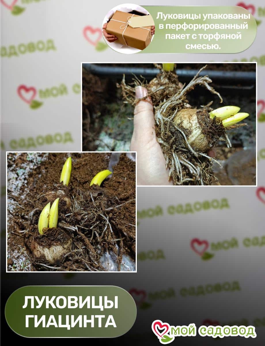 Гиацинт Белый Сезон